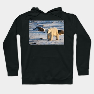 Polar Bear on the Tundra, Churchill, Canada Hoodie